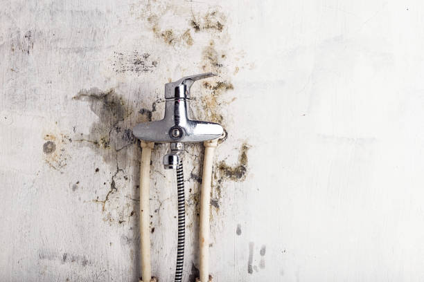 Best Mold Remediation for Schools in Bon Secour, AL