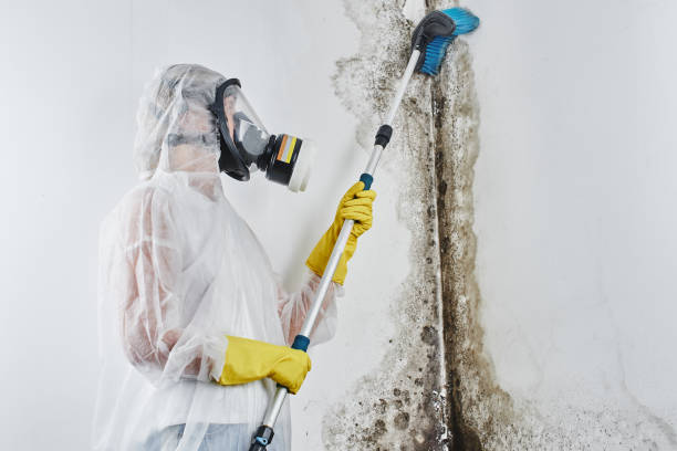Best Black Mold Remediation in Bon Secour, AL