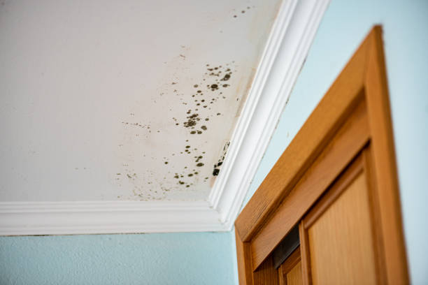 Best Emergency Mold Remediation in Bon Secour, AL